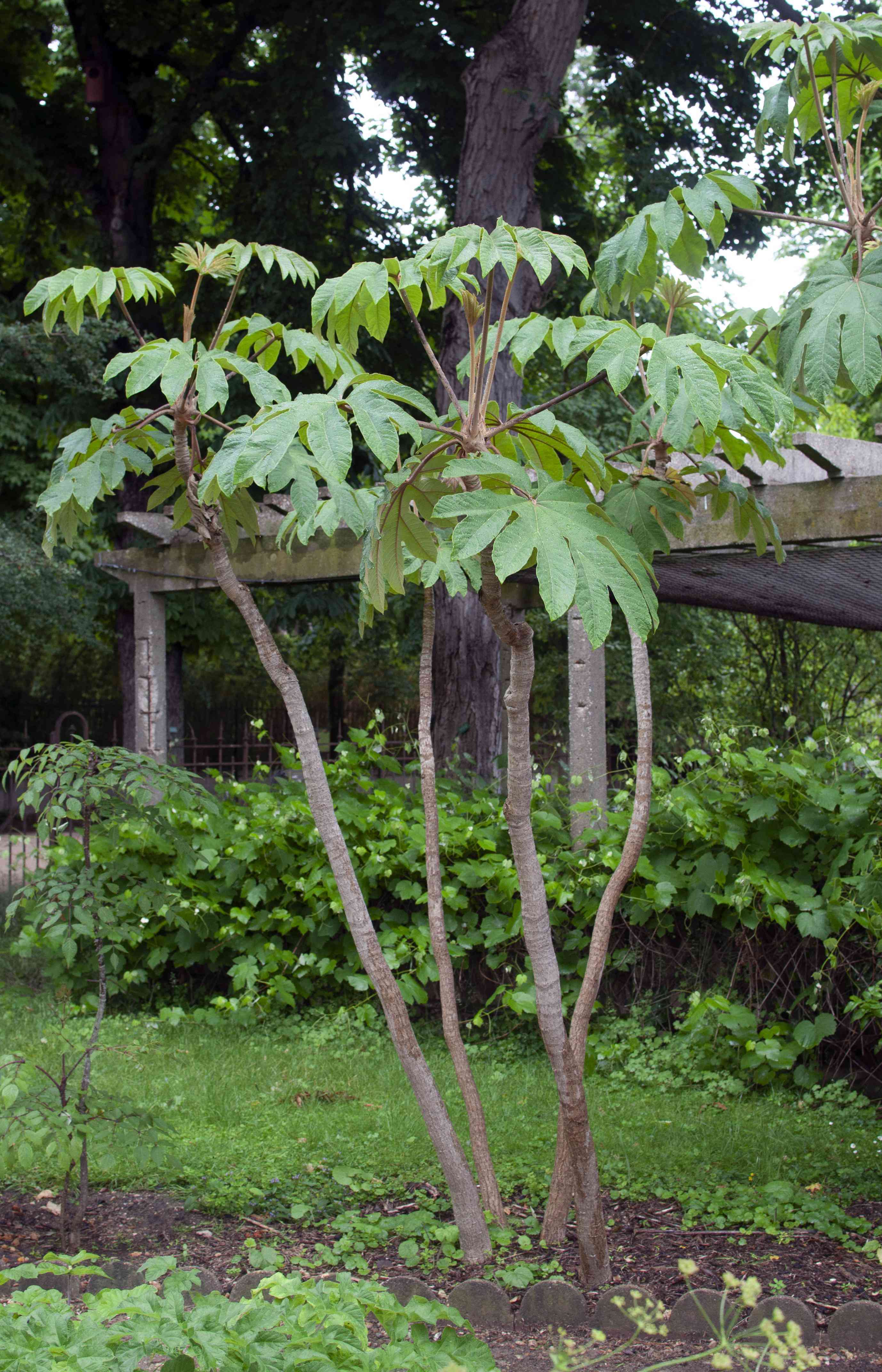 Rice-paper plant