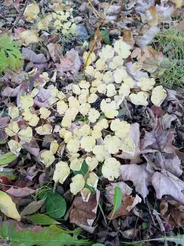 Early Meadow Rue