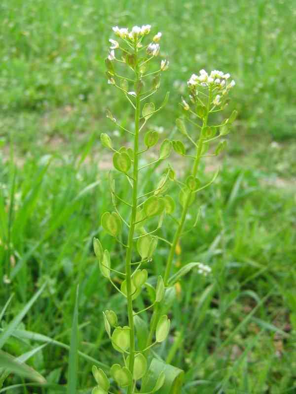 Field pennycress