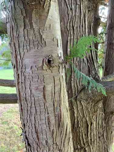 Western red cedar