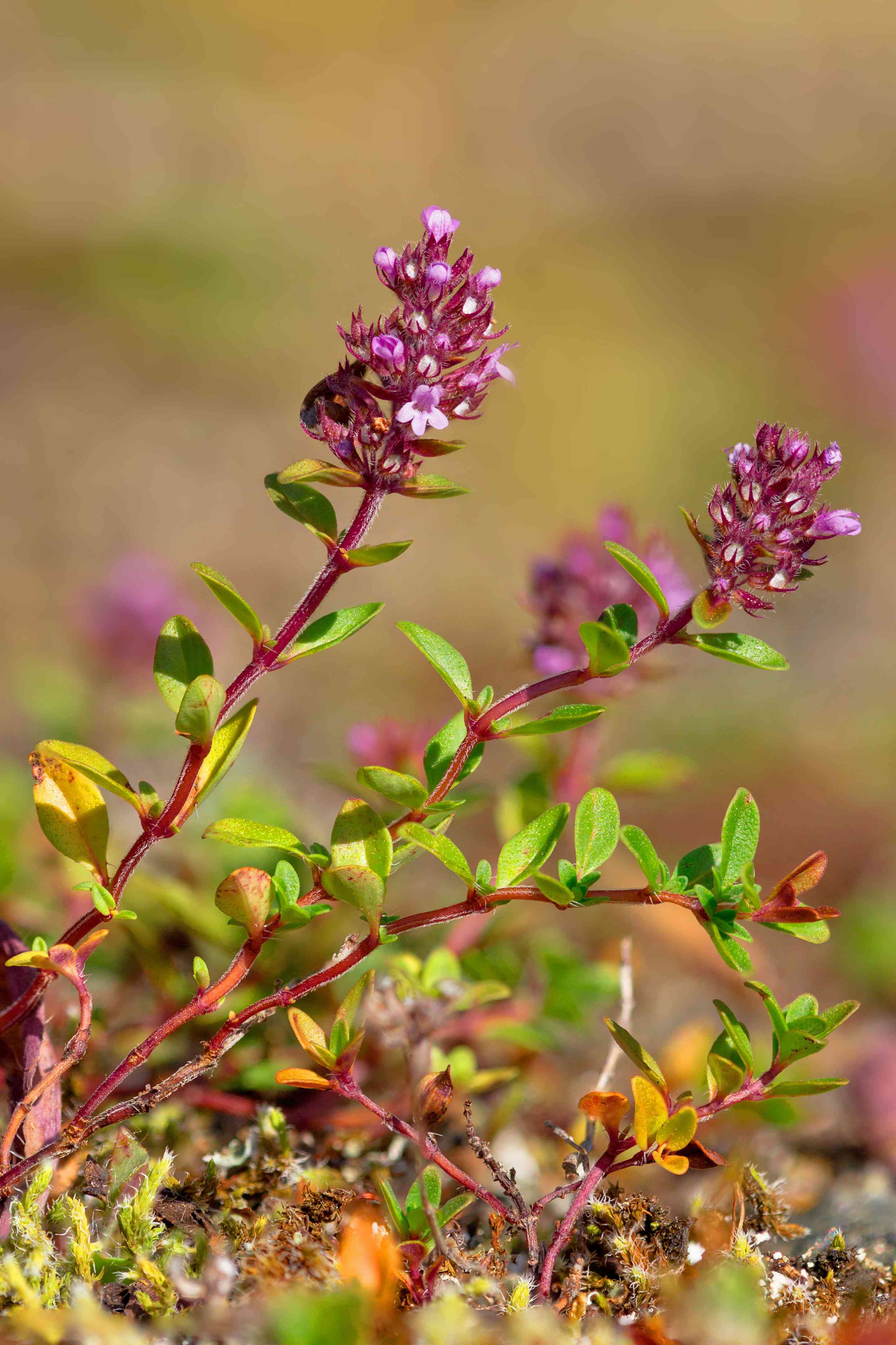 Lemon thyme
