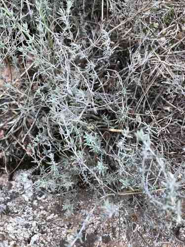 Garden thyme