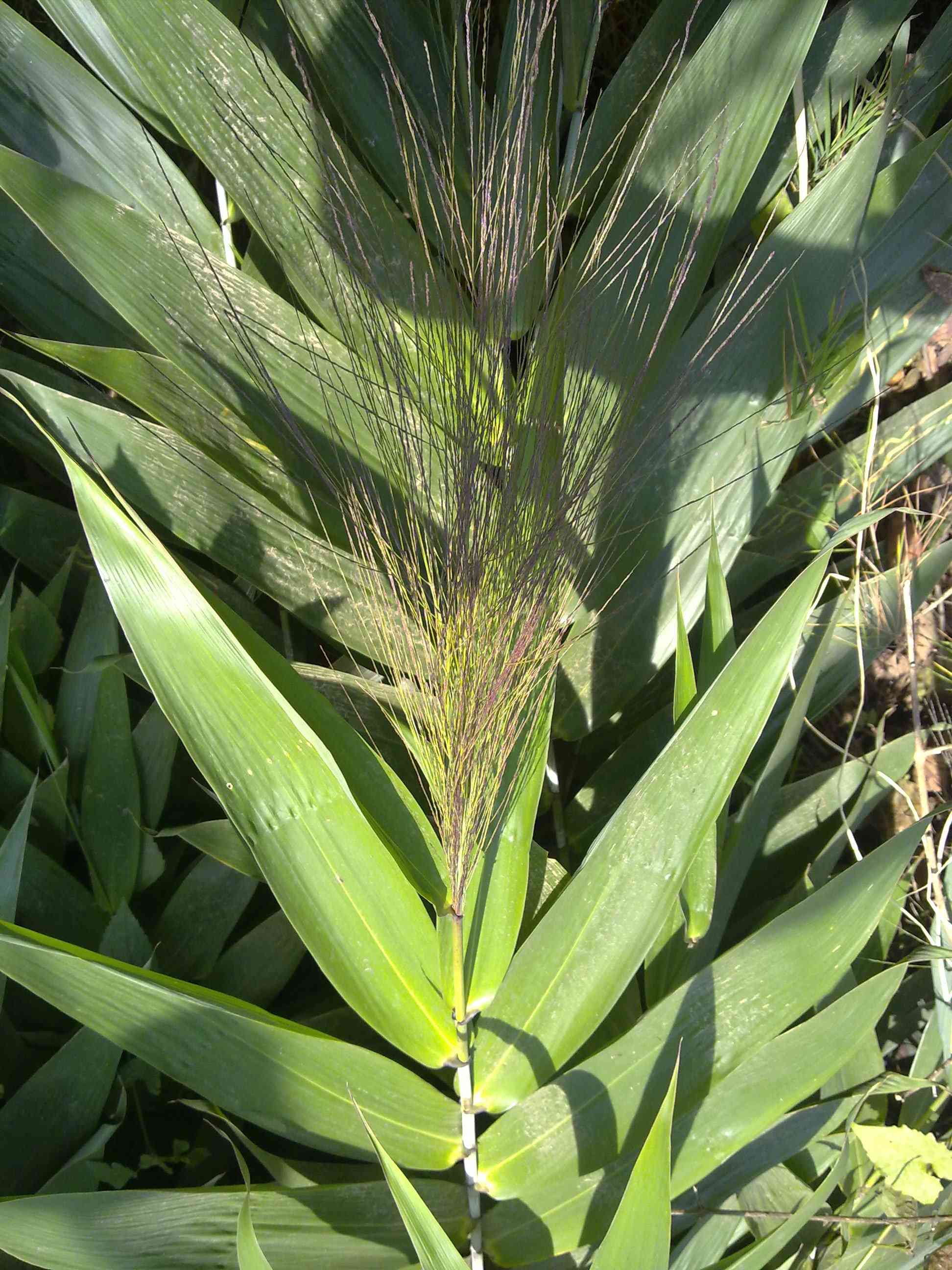 Tiger grass