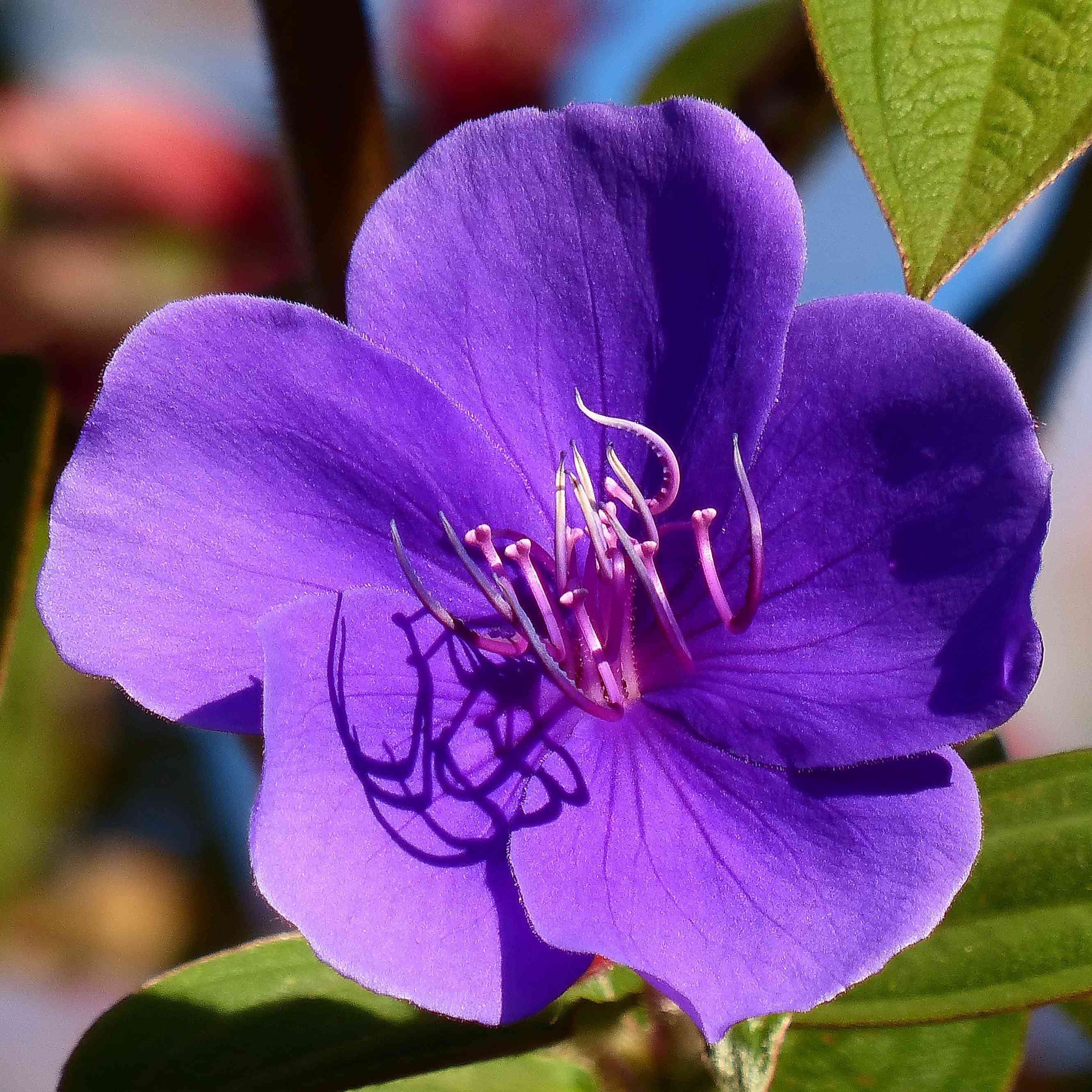 Princess flower