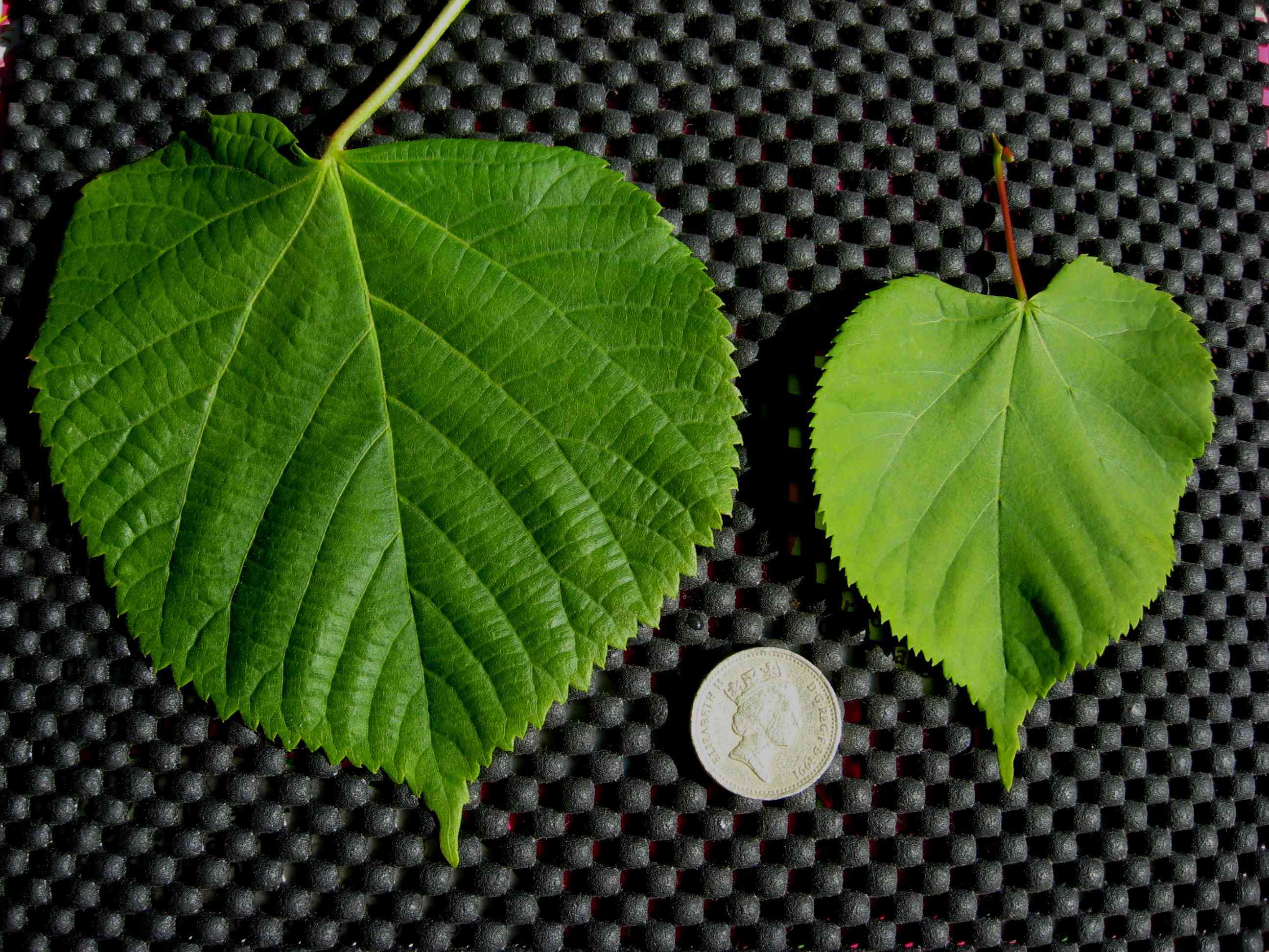 Small-leaved lime