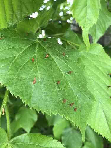 Large-leaved lime