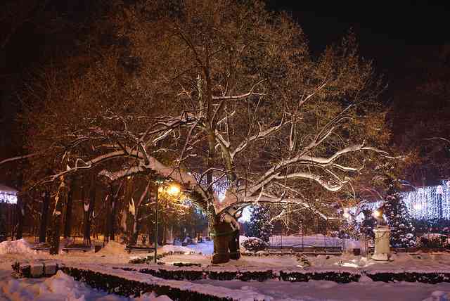 Silver linden