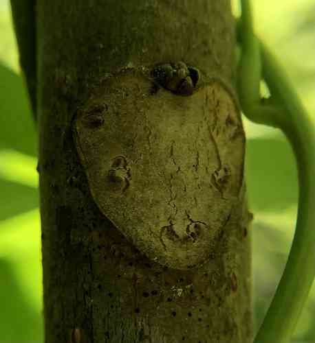Chinese mahogany
