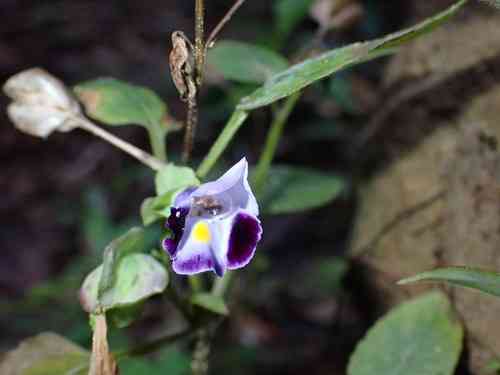 Wishbone flower