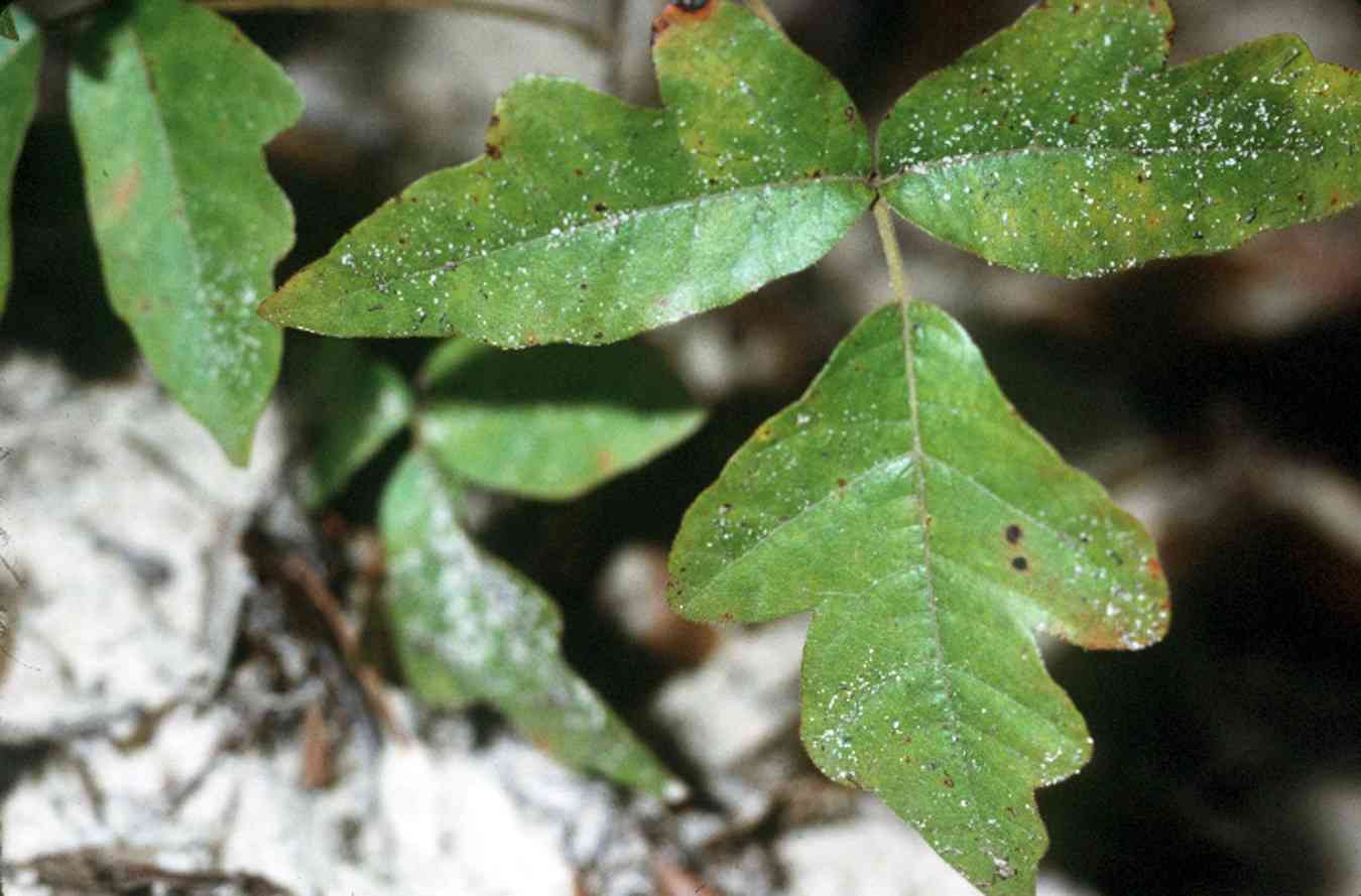 Atlantic poison oak