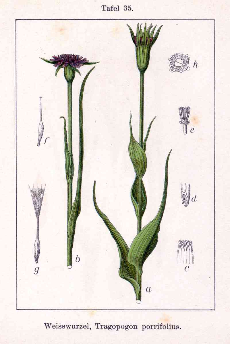 Common salsify