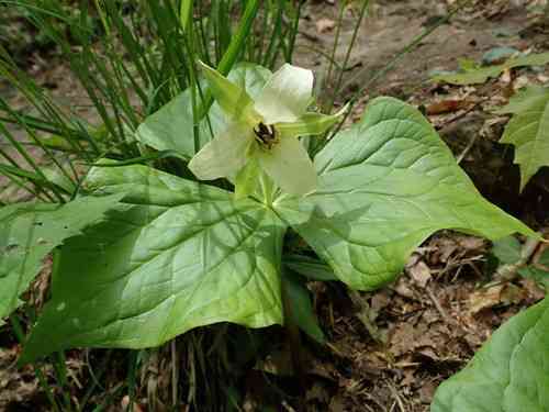 Red trillium
