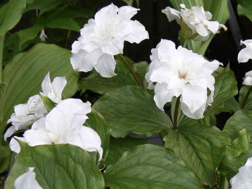 White trillium