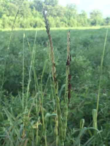 Eastern gamagrass