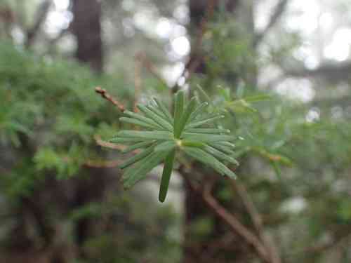Carolina hemlock