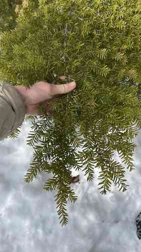 Western hemlock