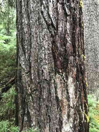 Mountain hemlock