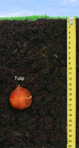 Tulips (Tulipa)