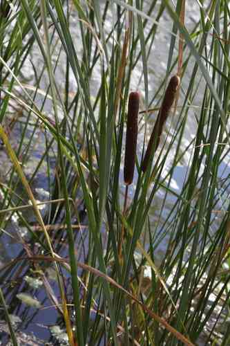 Narrowleaf cattail