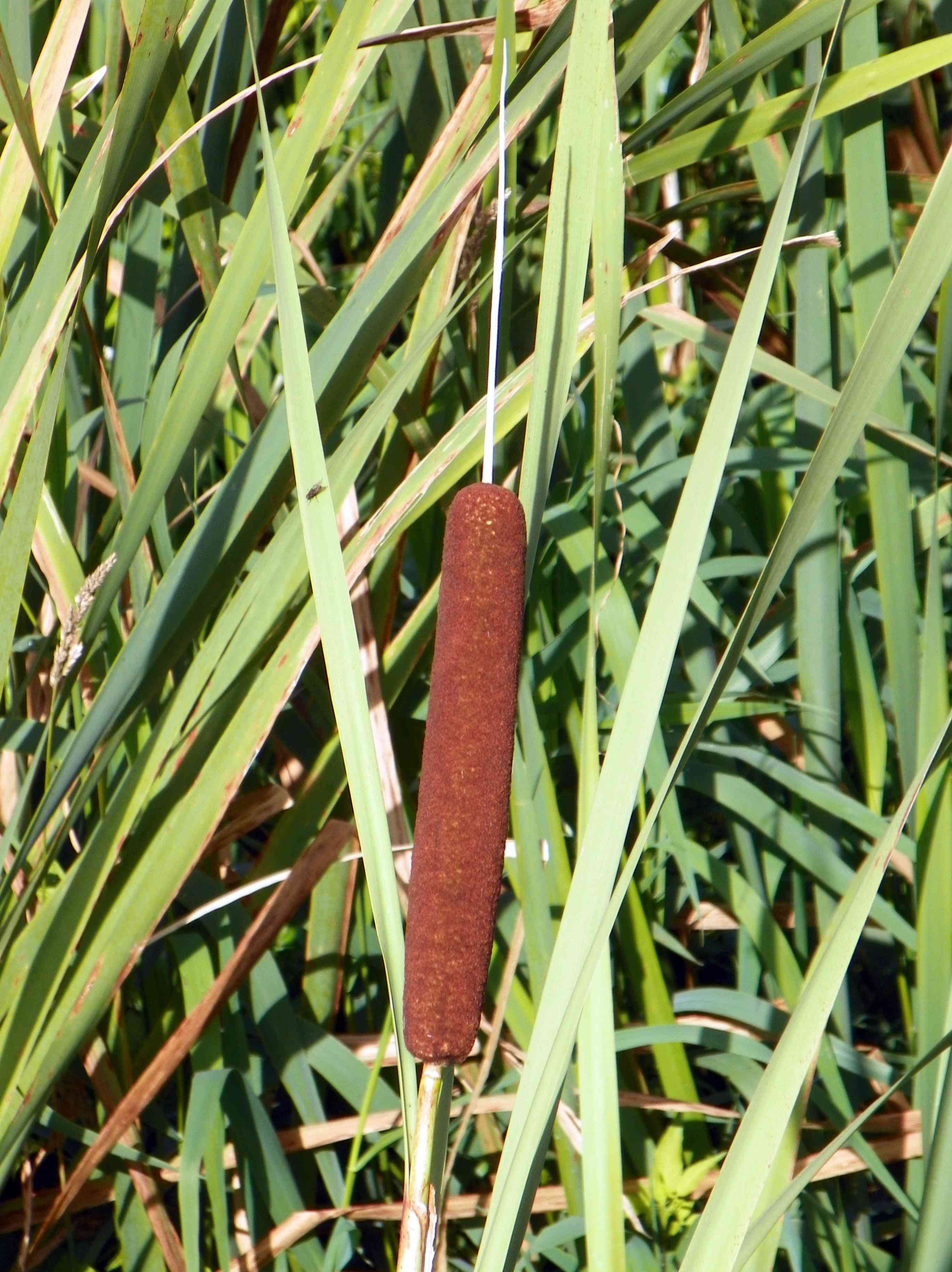 Broadleaf cattail