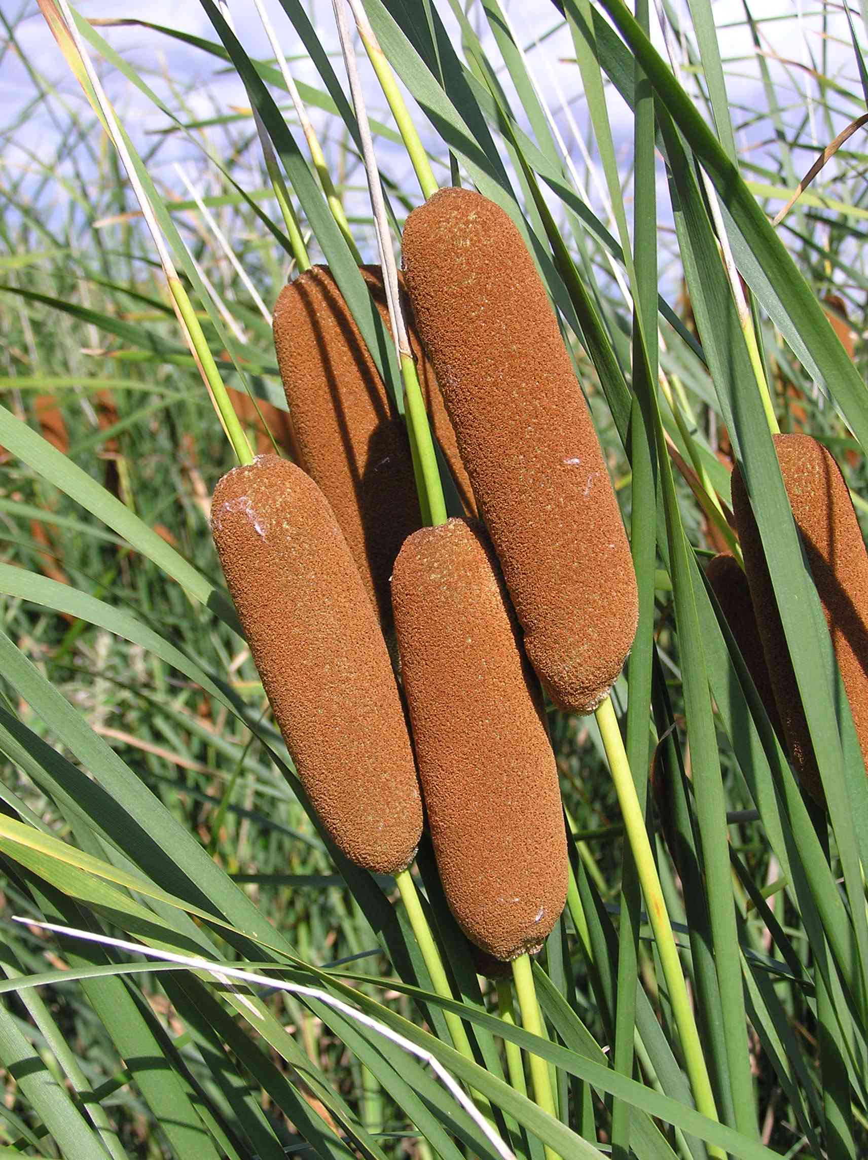 Graceful cattail