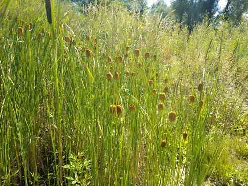 Dwarf bulrush