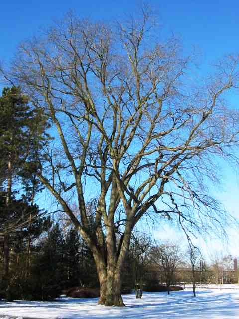 Wych elm