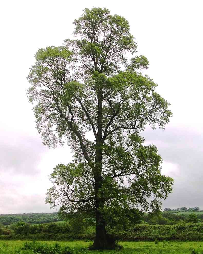 Field elm