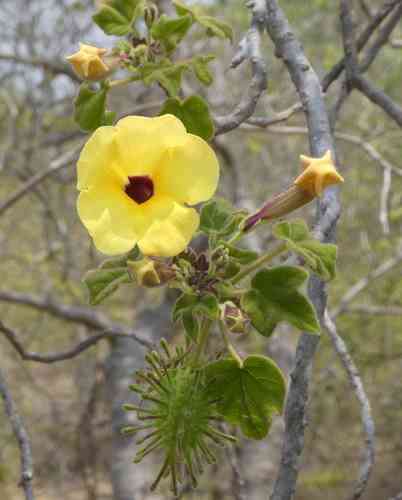 Mouse trap tree