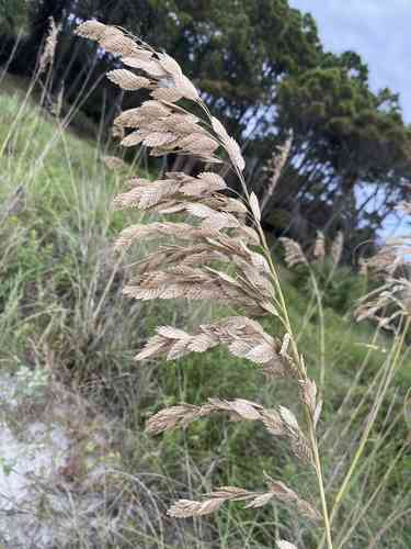 Sea oats