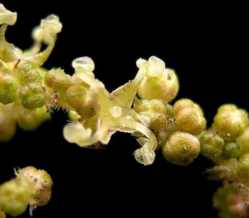 Stinging nettle