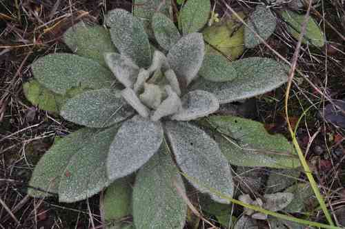 Common mullein