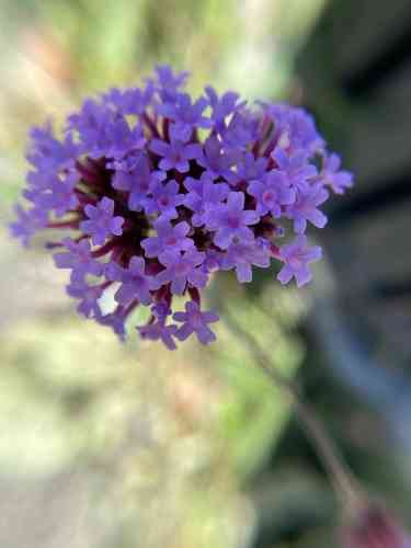 Purpletop vervain
