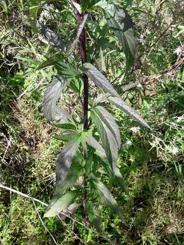 Blue vervain