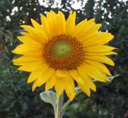 Wingstem