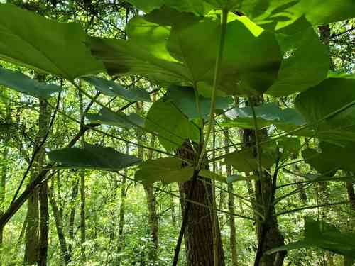 Tung oil tree