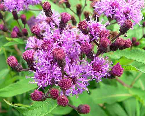 Giant ironweed