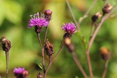 Ironweed
