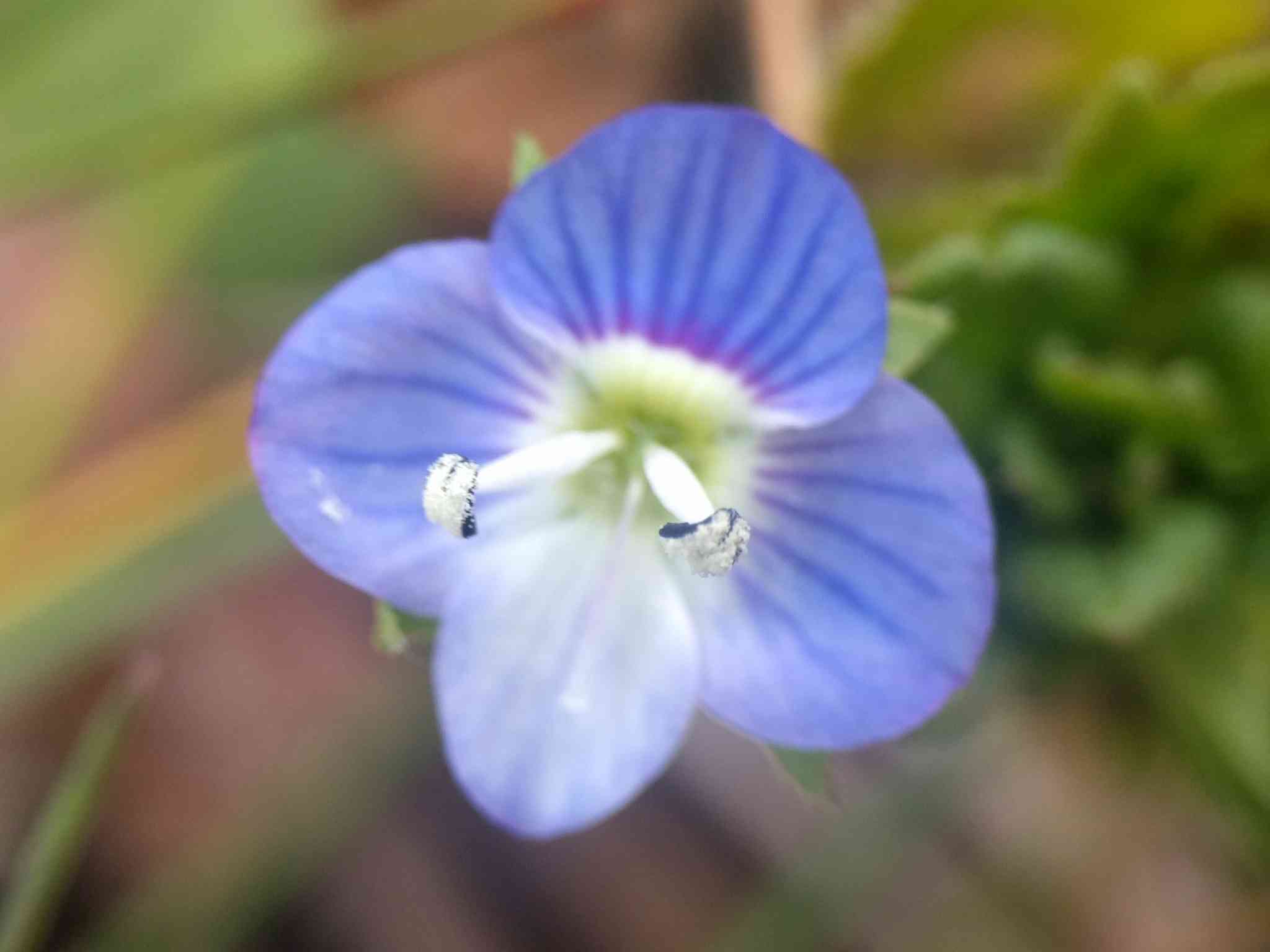 Birdeye speedwell