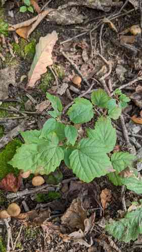 Mapleleaf viburnum