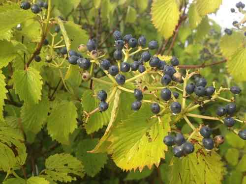 Arrowwood viburnum
