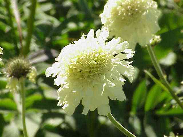 Hobble-Bush