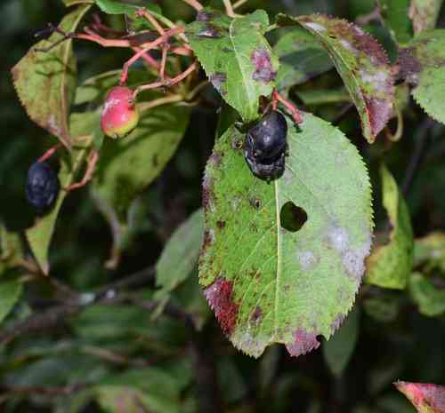 Nannyberry