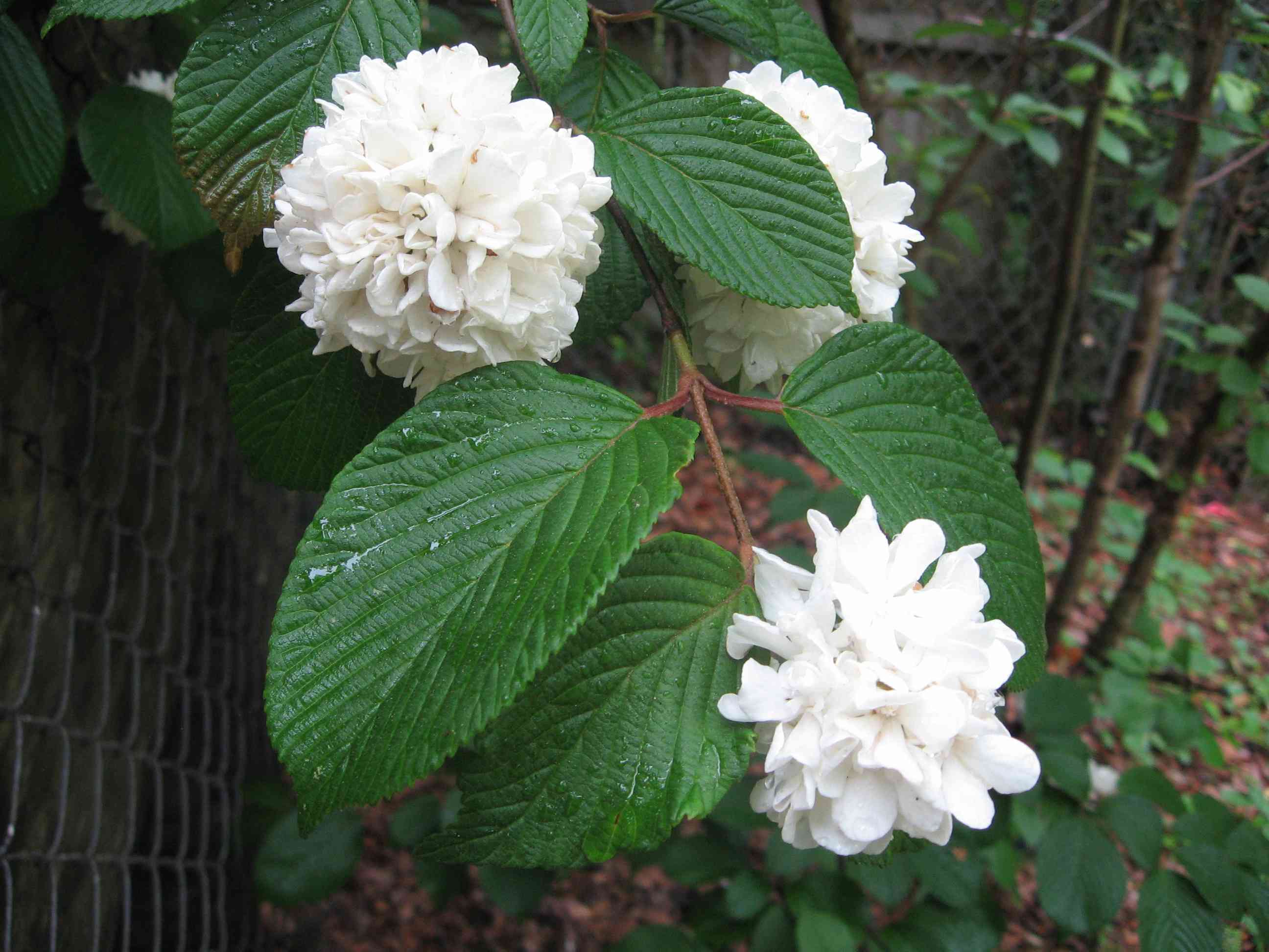 Japanese snowball