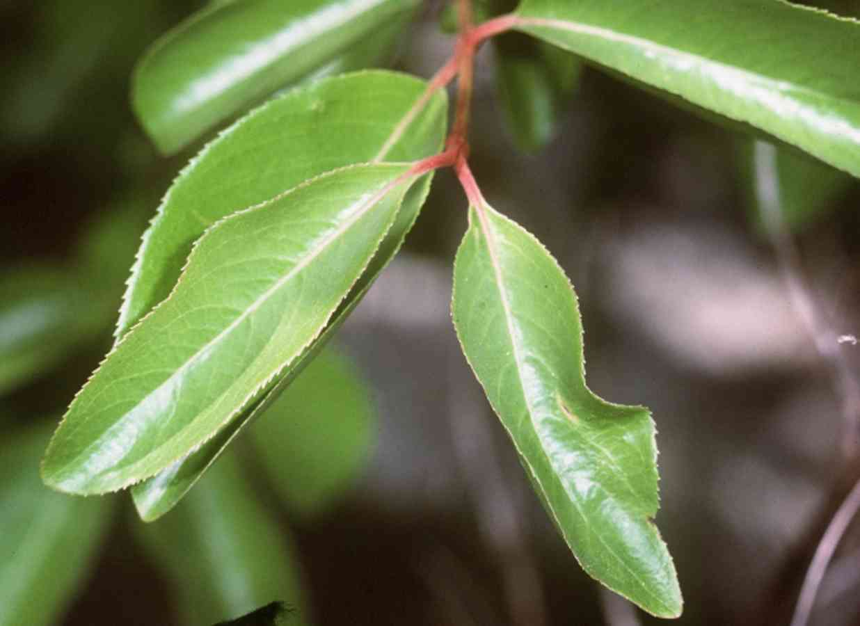 Black haw