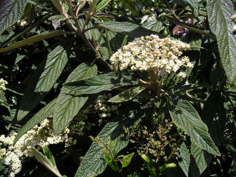 Leatherleaf viburnum