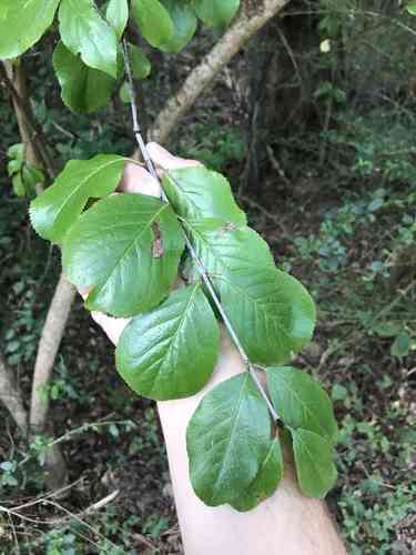Rusty blackhaw