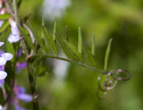 Carolina vetch