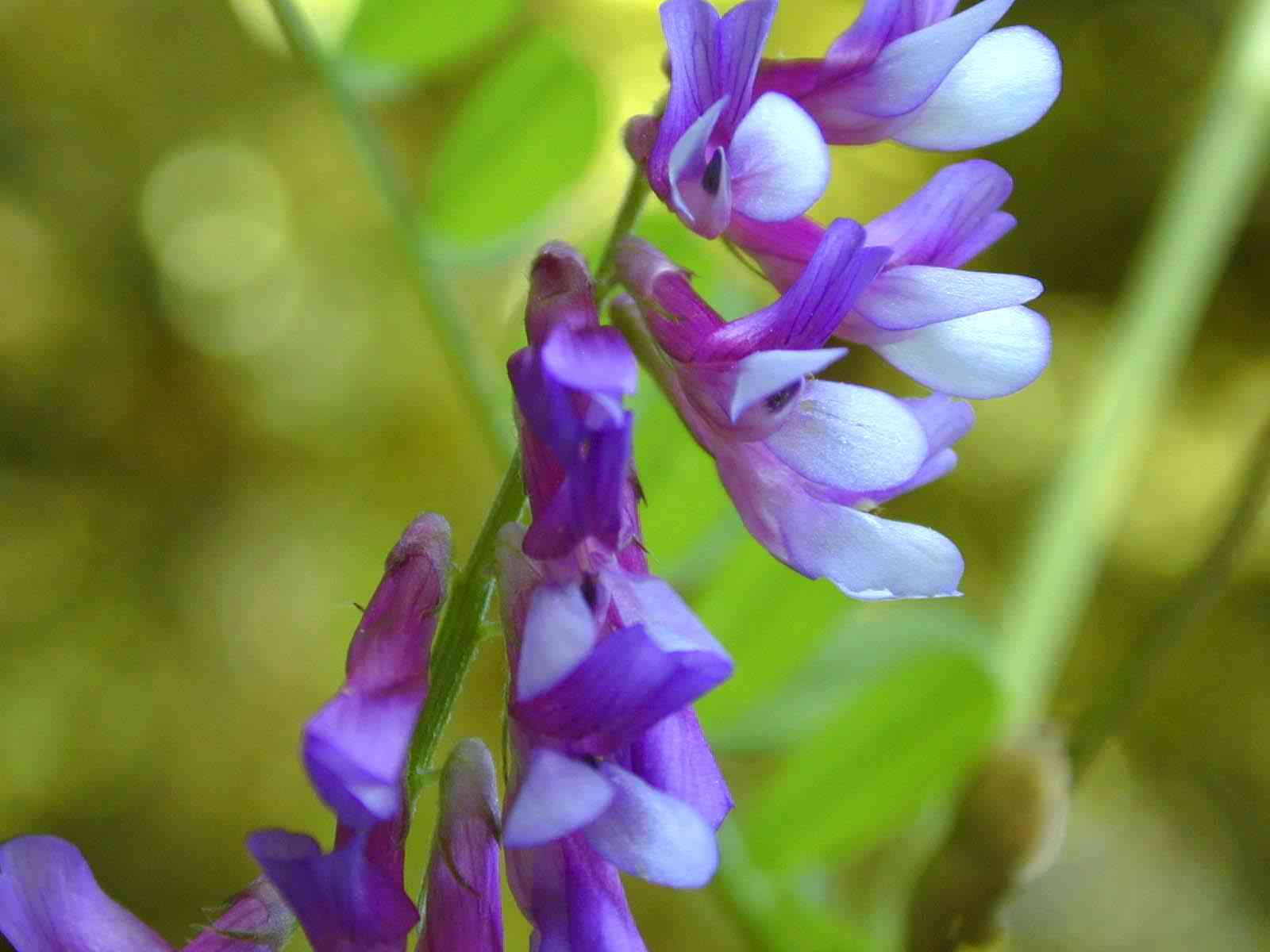 Hairy vetch