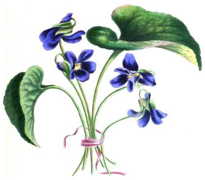 Field pansy